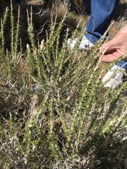Tetradymia glabrata