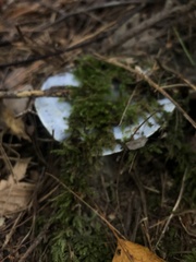 Lactarius indigo