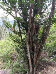Syzygium buxifolium