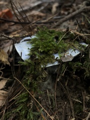Lactarius indigo