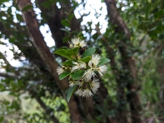 Syzygium buxifolium