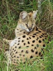 Leptailurus serval serval