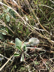 Trifolium macrocephalum