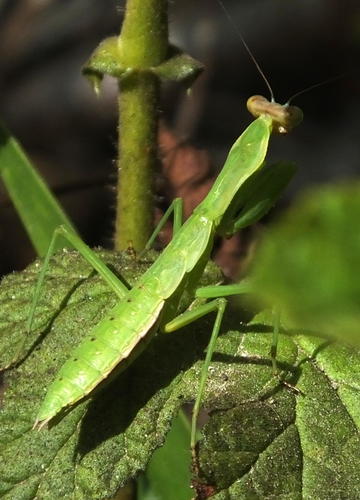 Flag Mantis