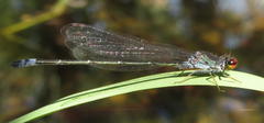 Pseudagrion hamoni