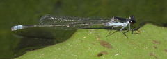 Pseudagrion commoniae nigerrimum