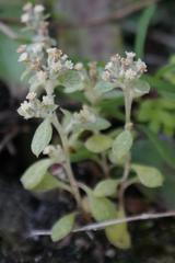 Troglophyton parvulum