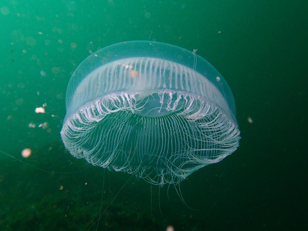 many-ribbed jellyfish