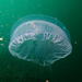 Many-ribbed Jelly - Photo (c) Peter Southwood, some rights reserved (CC BY-SA), uploaded by Peter Southwood
