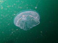 Aequorea forskalea