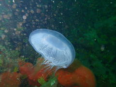 Aequorea forskalea