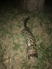 Leopardus guttulus