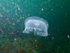 Aequorea forskalea