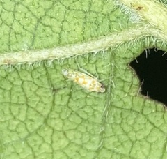 Protalebra nexa