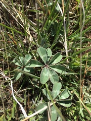 Trifolium macrocephalum