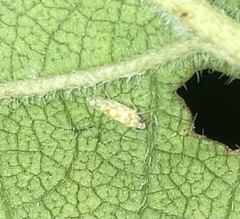 Protalebra nexa