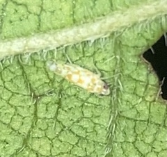 Protalebra nexa