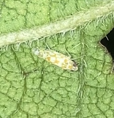 Protalebra nexa