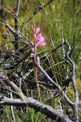 Watsonia coccinea