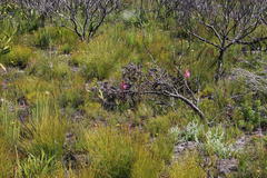 Watsonia coccinea
