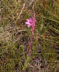 Watsonia coccinea