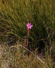 Watsonia coccinea