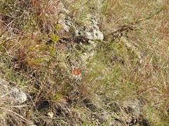 Cicindela splendida