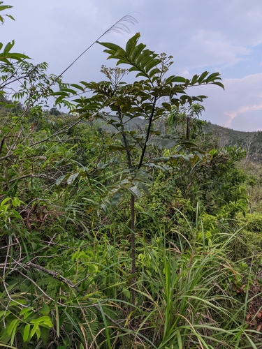 Zanthoxylum myriacanthum, 2021-09-17