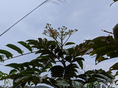 Zanthoxylum myriacanthum