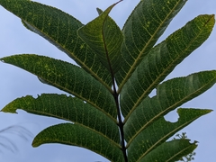 Zanthoxylum myriacanthum