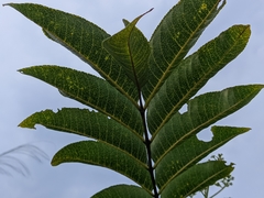 Zanthoxylum myriacanthum