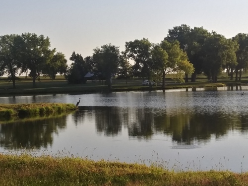 Great Blue Heron photographed in Kansas