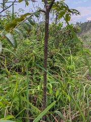Zanthoxylum myriacanthum