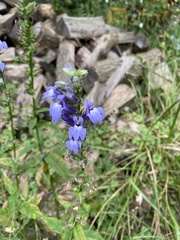 Lobelia siphilitica