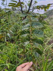 Zanthoxylum myriacanthum
