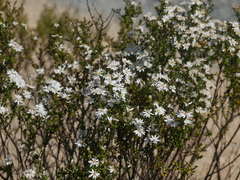 Olearia brachyphylla