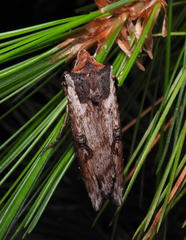 Xylena thoracica