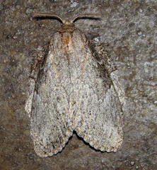 Craspia marshalli