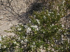 Olearia brachyphylla