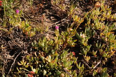 Lampranthus debilis