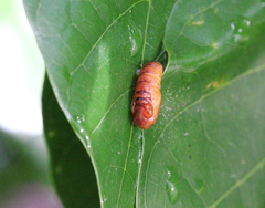 Problepsis vulgaris