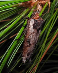 Xylena thoracica