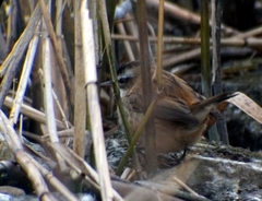 Acrocephalus melanopogon