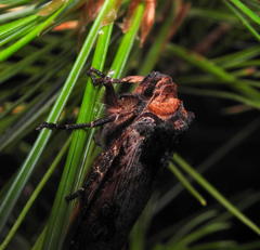 Xylena thoracica