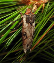 Xylena thoracica
