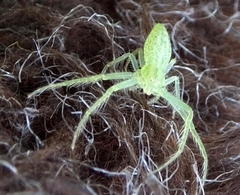 Oxytate argenteooculata