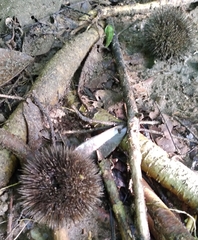 Apeiba tibourbou