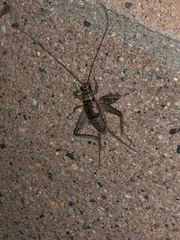 Gryllodes sigillatus