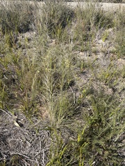 Austrostipa mollis