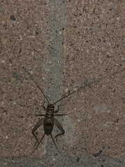 Gryllodes sigillatus